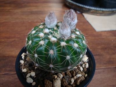 ユーベルマニアヌス