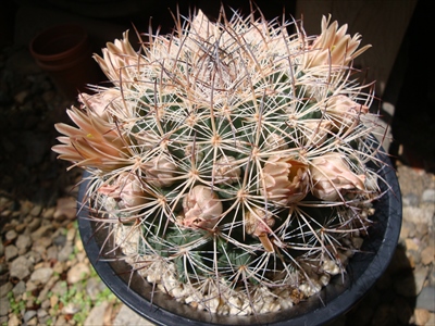 ゼイエリアーナの花