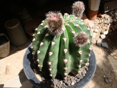 エキノプシス交配種