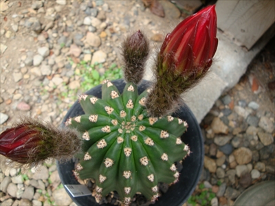 エキノプシス交配種