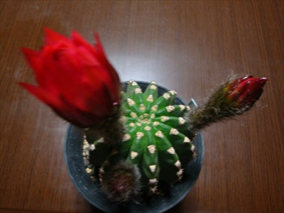 エキノプシス交配種