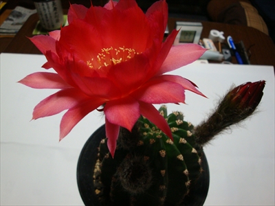 エキノプシス交配種