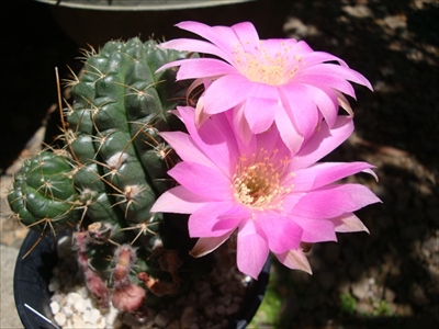 大球チレンシス