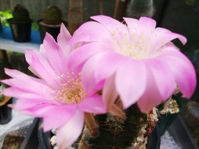 大球チレンシス