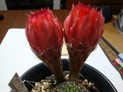 クレウジンゲリー