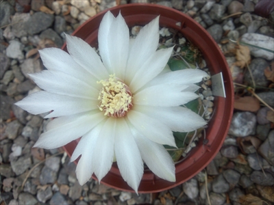 モンビー玉の画像