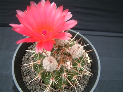 赤花獅子王丸の画像