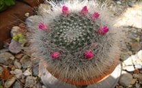 画像の紹介テキストが入ります。