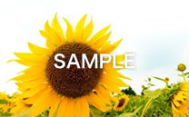 画像の紹介テキストが入ります。