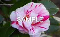 画像の紹介テキストが入ります。