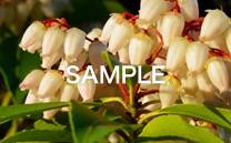 画像の紹介テキストが入ります。