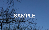 画像の紹介テキストが入ります。