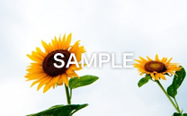 画像の紹介テキストが入ります。