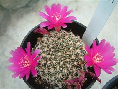 プルプレアの画像