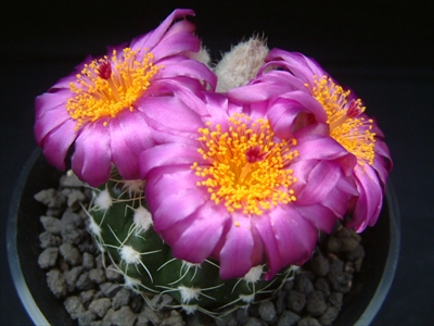 すみれ丸の画像